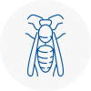 West Kensington Wasp Nest Removal